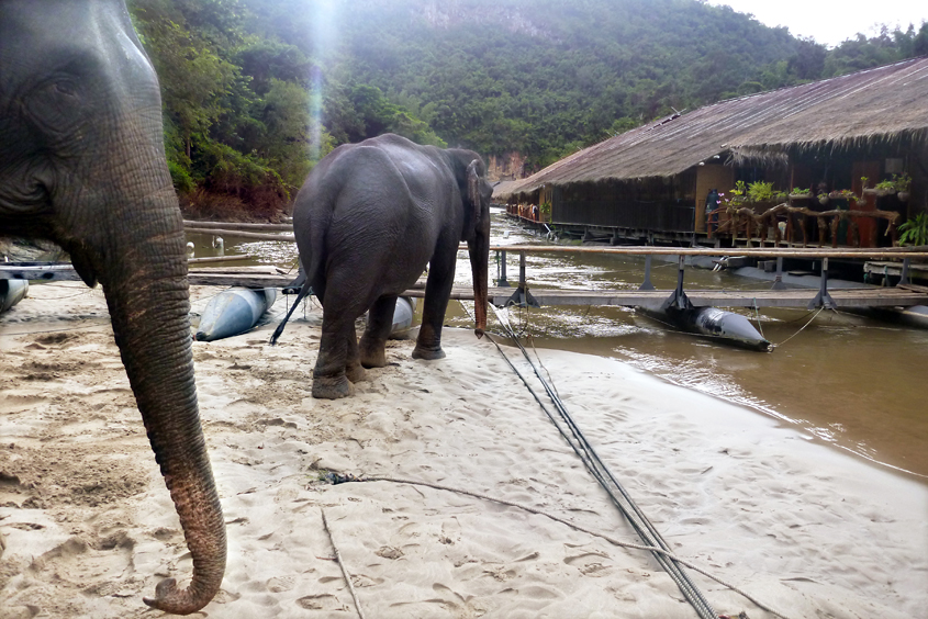 Thailand - Kanchanaburi - The River Kwai Jungle Rafts - Elephants 05-09-2011 #33