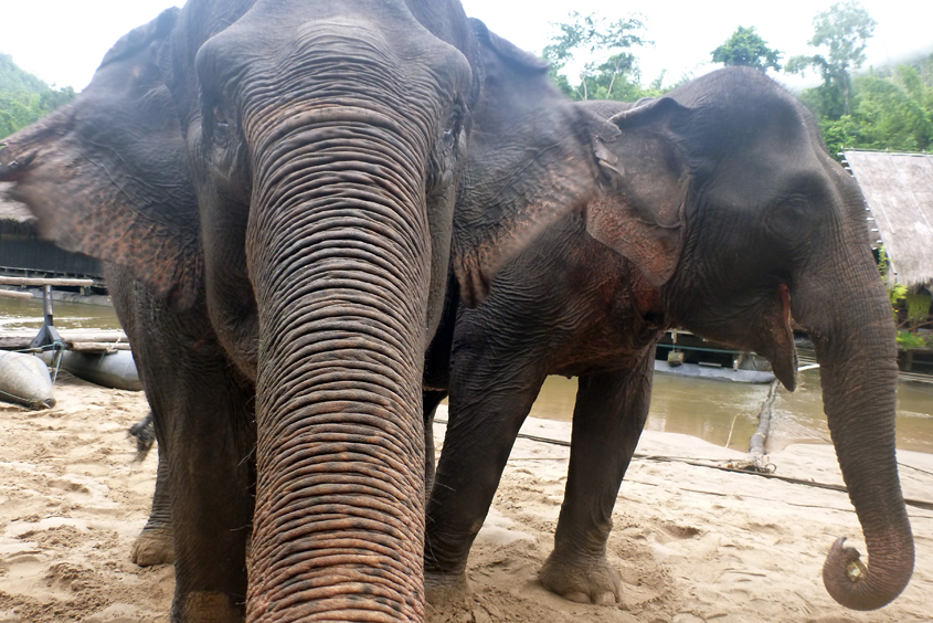 Thailand - Kanchanaburi - The River Kwai Jungle Rafts - Elephants 05-09-2011 #46
