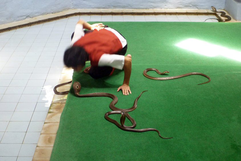 Thailand - Koh Samui - Snake Farm 19-09-2011 #38